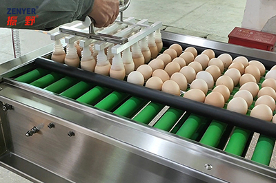 102BP Egg Grader