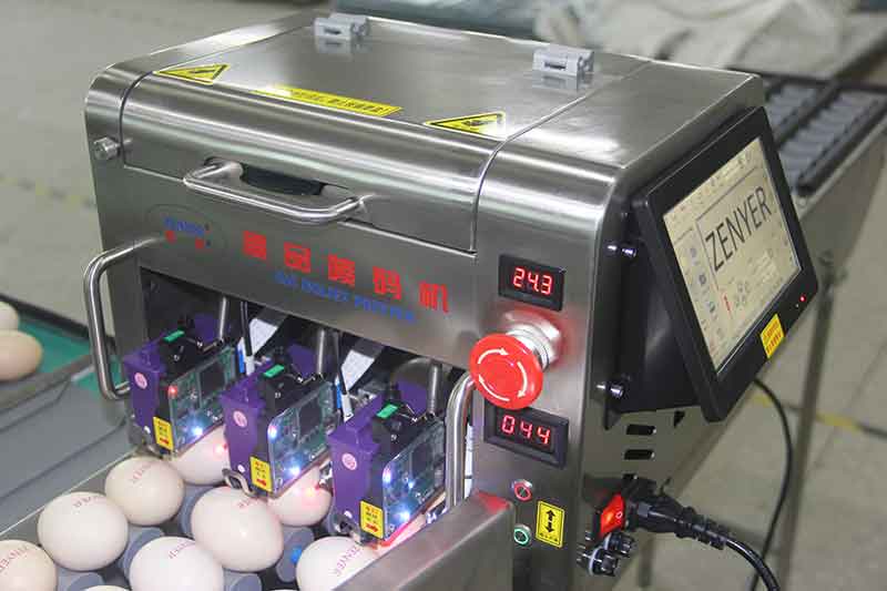 Egg printing (Optional)