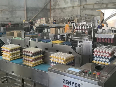 Automatic Egg Loading, Grading & Packing Solution in the Philippines in 2024